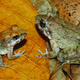 Image for article titled This Freaky New Frog Gives Birth To Live Tadpoles, Not Eggs